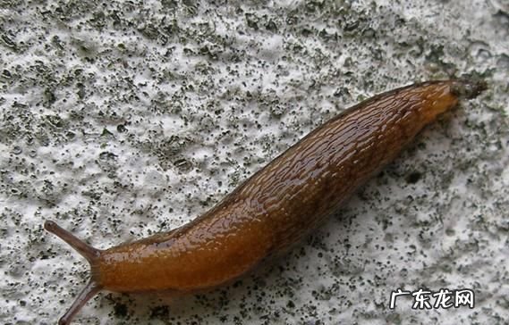 84能杀死鼻涕虫,84能杀死鼻涕虫