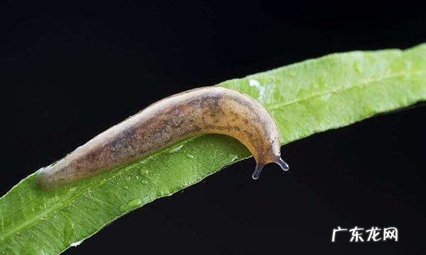 84能杀死鼻涕虫,84能杀死鼻涕虫