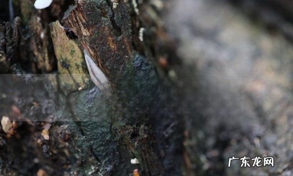 84能杀死鼻涕虫,84能杀死鼻涕虫