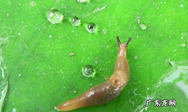 84能杀死鼻涕虫,84能杀死鼻涕虫