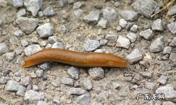 84能杀死鼻涕虫,84能杀死鼻涕虫