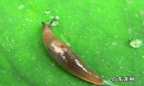 84能杀死鼻涕虫,84能杀死鼻涕虫