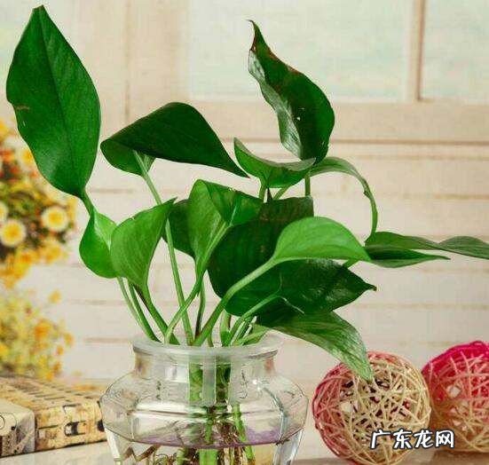 水培绿萝什么时候扦插,绿萝什么时候扦插最好怎么插