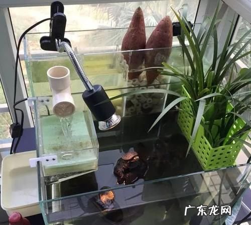 滤材有什么用乌龟,滤材渣子对乌龟有什么影响