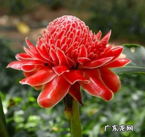 火炬姜的繁殖方法,火炬姜药用价值