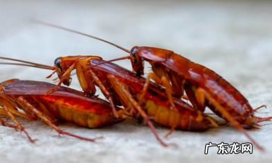 房间里为什么会有蟑螂,为什么房间里有蟑螂以前都没有