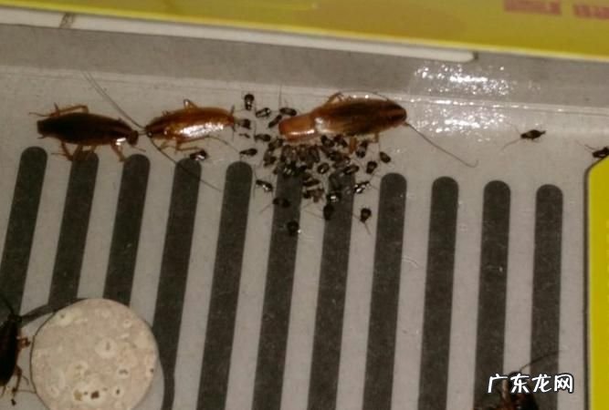 房间里为什么会有蟑螂,为什么房间里有蟑螂以前都没有