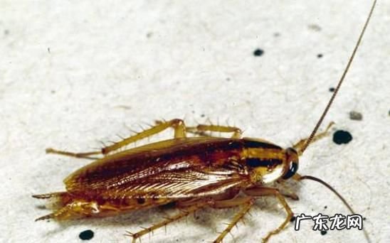 房间里为什么会有蟑螂,为什么房间里有蟑螂以前都没有