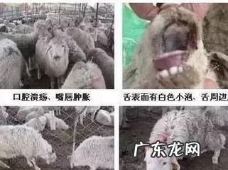 羊为什么会有反刍现象,牛羊吃草为什么可以反刍