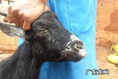 羊为什么会有反刍现象,牛羊吃草为什么可以反刍