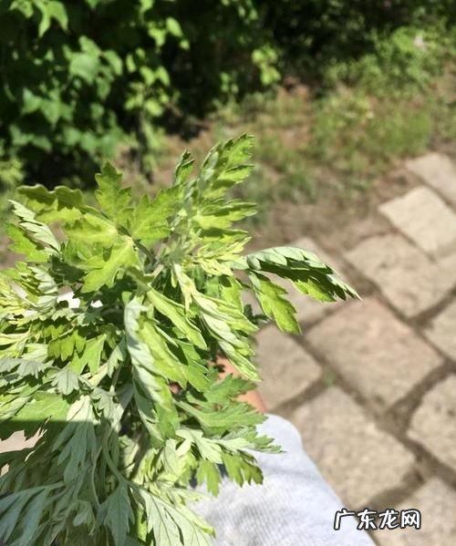 艾草点着能熏蚊子,烧艾叶能熏死蚊子
