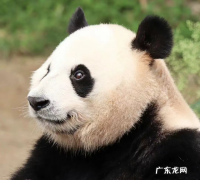 熊猫的价值是什么,大熊猫有什么价值