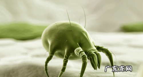 粉螨和尘螨的区别,屋尘螨和粉尘螨是什么