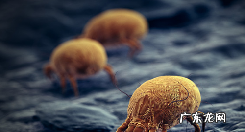 粉螨和尘螨的区别,屋尘螨和粉尘螨是什么