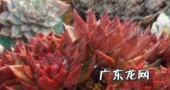 红东云的养殖方法和注意事项,东云系的多肉怎么养护