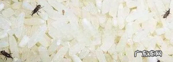 大米为什么会生虫子,大米为什么会生虫