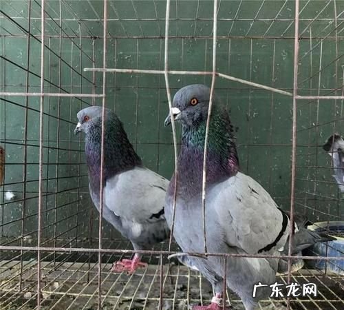 肉鸽放出来会飞,菜市场的肉鸽会飞