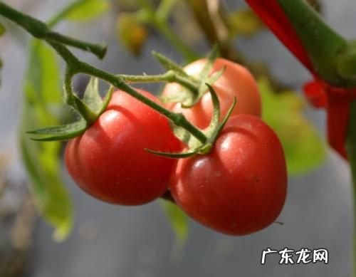 圣女果什么季节种适合,圣女果什么时候播种最好