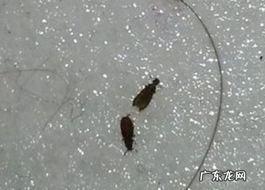 房间有小虫子怎么处理,房间里面有虫子怎么解决