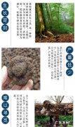 猪拱菌怎么吃好吃,猪拱菌怎么吃最营养