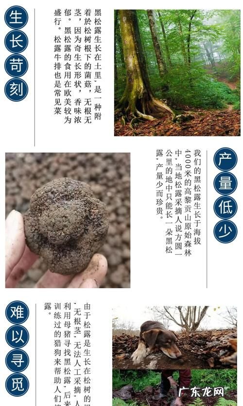 猪拱菌怎么吃好吃,猪拱菌怎么吃最营养