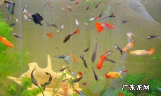 热带鱼如何喂食,热带鱼多长时间喂一次食最好