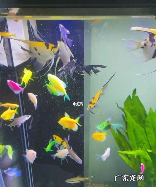 热带鱼如何喂食,热带鱼多长时间喂一次食最好