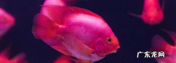 热带鱼如何喂食,热带鱼多长时间喂一次食最好