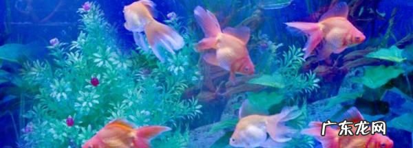 热带鱼如何喂食,热带鱼多长时间喂一次食最好