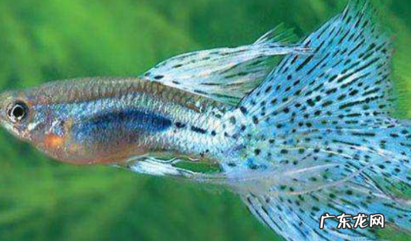 热带鱼如何喂食,热带鱼多长时间喂一次食最好