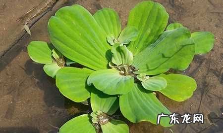 水芙蓉的叶子能吃,荷叶的三种用途分别是什么三年级下