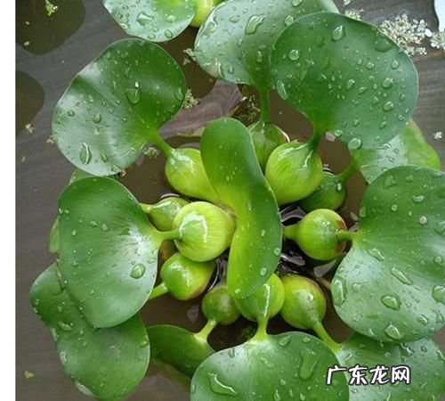 水芙蓉的叶子能吃,荷叶的三种用途分别是什么三年级下