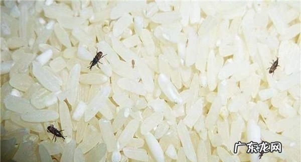 大米生蛾子怎么消灭,家里粮食生小飞蛾怎样处理