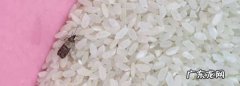 大米生蛾子怎么消灭,家里粮食生小飞蛾怎样处理