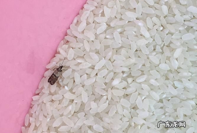 大米生蛾子怎么消灭,家里粮食生小飞蛾怎样处理