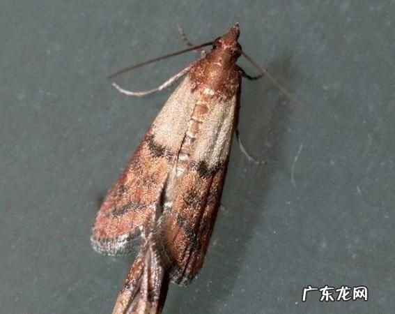大米生蛾子怎么消灭,家里粮食生小飞蛾怎样处理