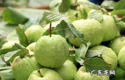怀孕能吃番石榴,孕妇吃优甲乐的注意事项