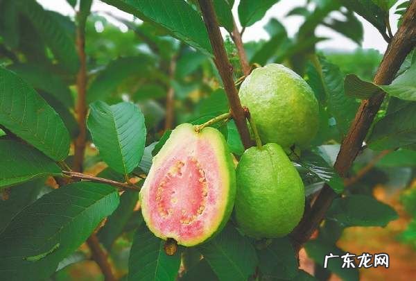 怀孕能吃番石榴,孕妇吃优甲乐的注意事项