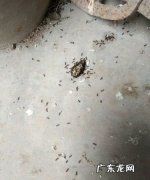 蚂蚁进白糖里怎么弄出来,白糖里爬满了小蚂蚁怎么办