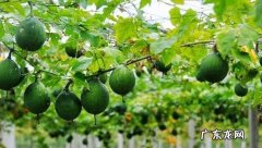 瓜篓是什么东西,瓜蒌子是什么