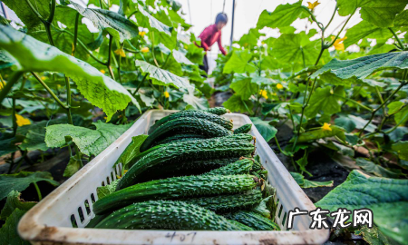 黄瓜放冰箱里怎么保存,黄瓜的保存最佳方法如下