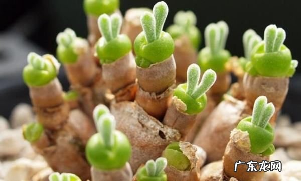 鸽子蛋多肉怎么服盆,多肉植物桃之卵如何养护能出状态