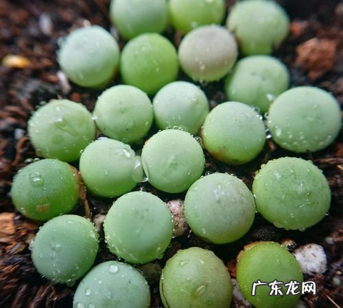 鸽子蛋多肉怎么服盆,多肉植物桃之卵如何养护能出状态