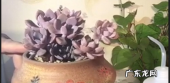 鸽子蛋多肉怎么服盆,多肉植物桃之卵如何养护能出状态