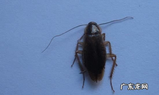 家里小蟑螂特别多怎么办,家里很多小蟑螂怎么办是因为什么原因