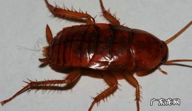 家里小蟑螂特别多怎么办,家里很多小蟑螂怎么办是因为什么原因