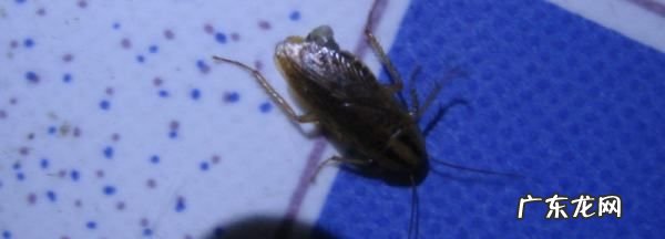 家里小蟑螂特别多怎么办,家里很多小蟑螂怎么办是因为什么原因