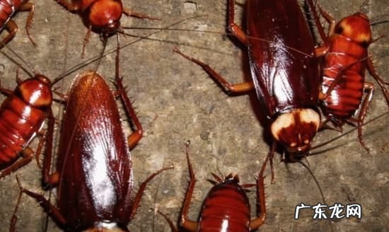 家里小蟑螂特别多怎么办,家里很多小蟑螂怎么办是因为什么原因