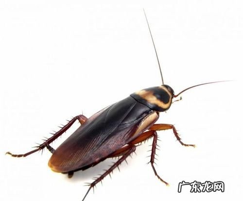 家里小蟑螂特别多怎么办,家里很多小蟑螂怎么办是因为什么原因