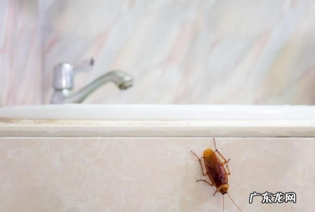 家里小蟑螂特别多怎么办,家里很多小蟑螂怎么办是因为什么原因